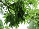 زبان گنجشک